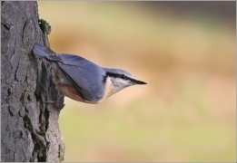 <p>BRHLÍK LESNÍ (Sitta europaea) /Eurasian nuthatch - Kleiber/</p>
